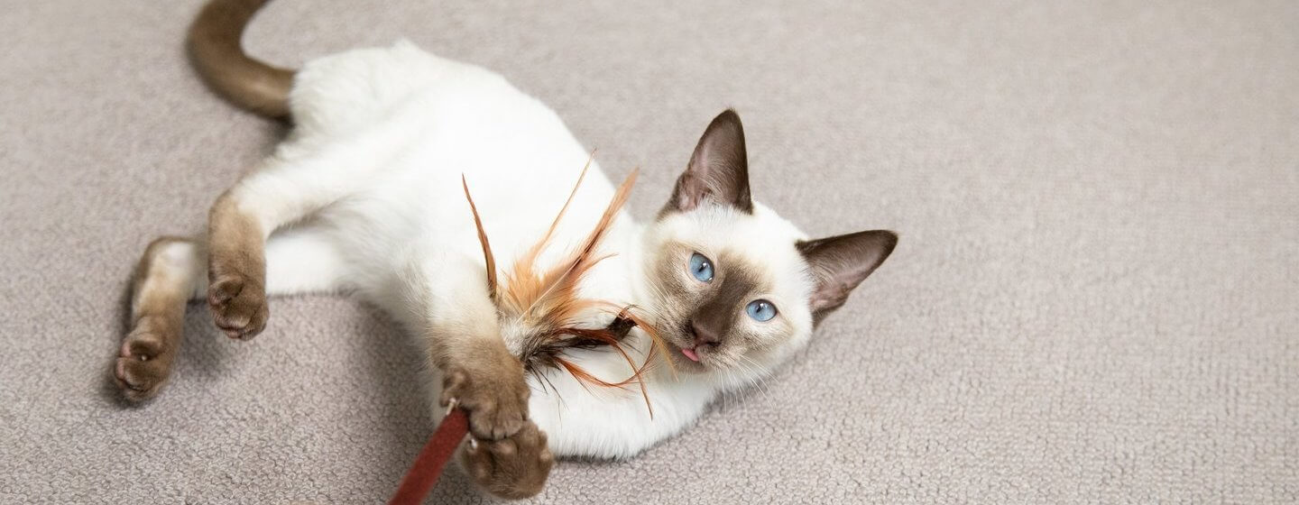 Kittens playing with clearance toys